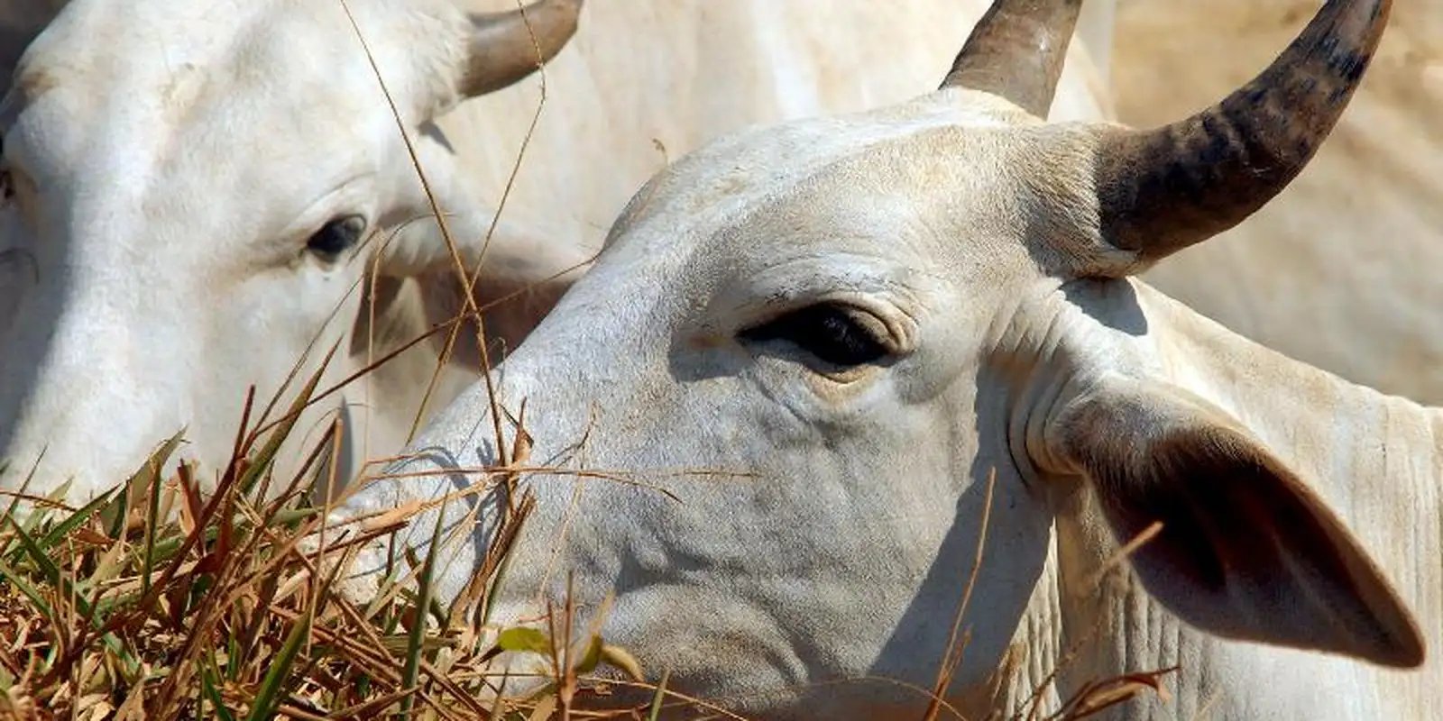 auditorias-apontam-avancos-no-controle-da-origem-da-carne-na-amazonia