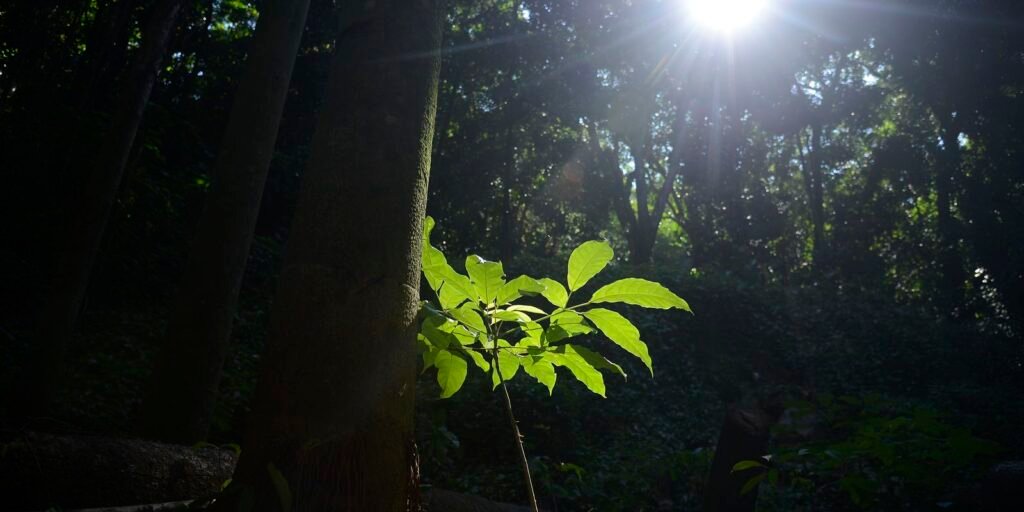sesc-sao-paulo-tem-programacao-especial-na-semana-do-meio-ambiente