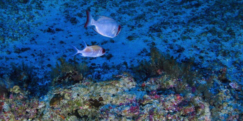 mpf-entra-com-acao-para-suspender-leilao-na-bacia-da-foz-do-amazonas