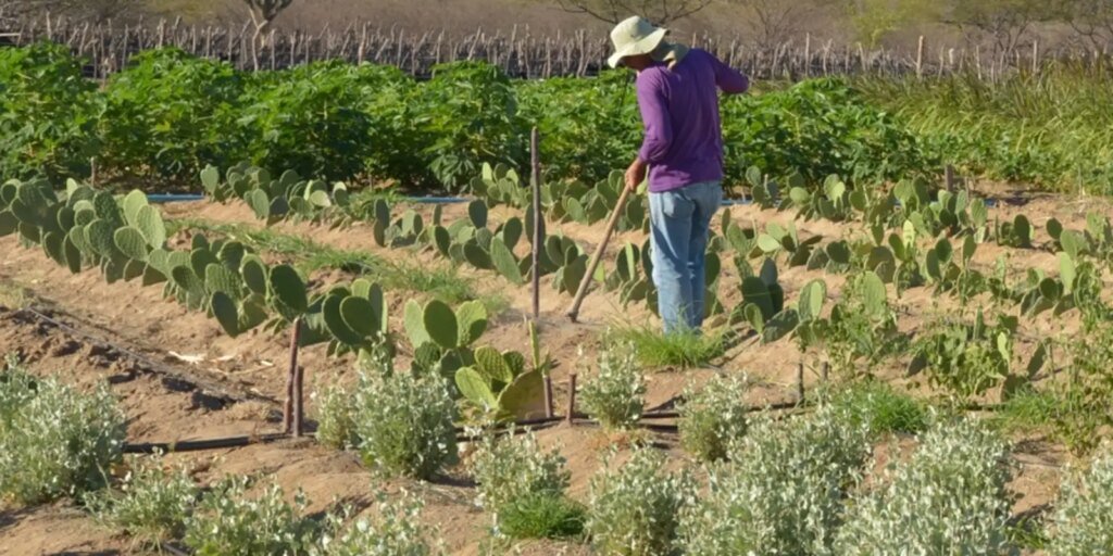 estudo-mostra-ganhos-necessarios-para-vida-digna-em-areas-do-semiarido