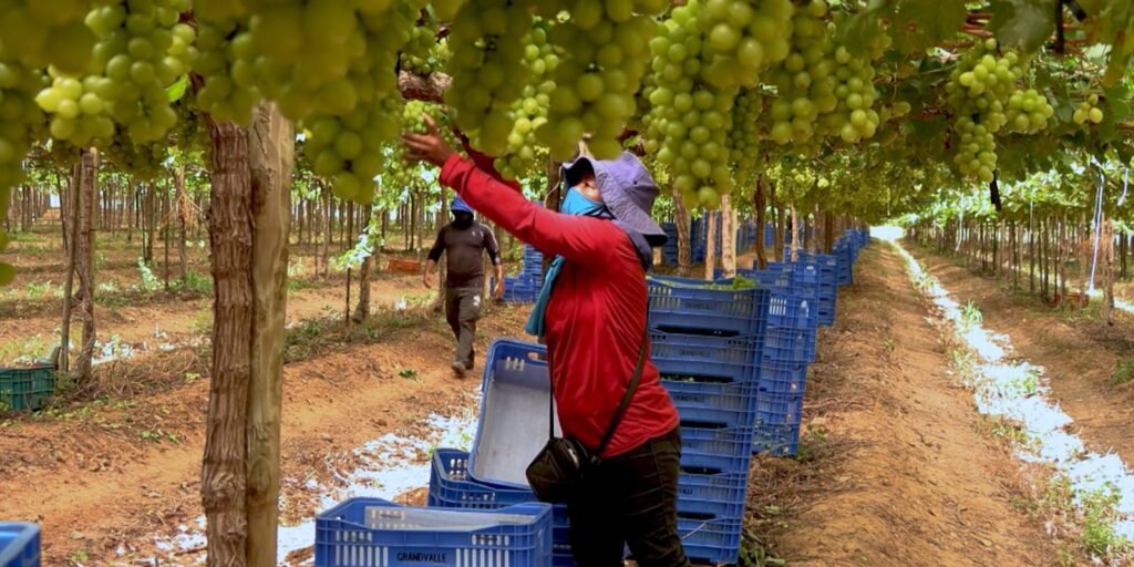 caminhos-da-reportagem:-vale-do-sao-francisco,-o-sertao-tecnologico