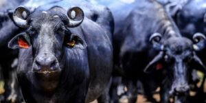 acao-na-justica-quer-salvar-mil-bufalos-abandonados-no-maranhao