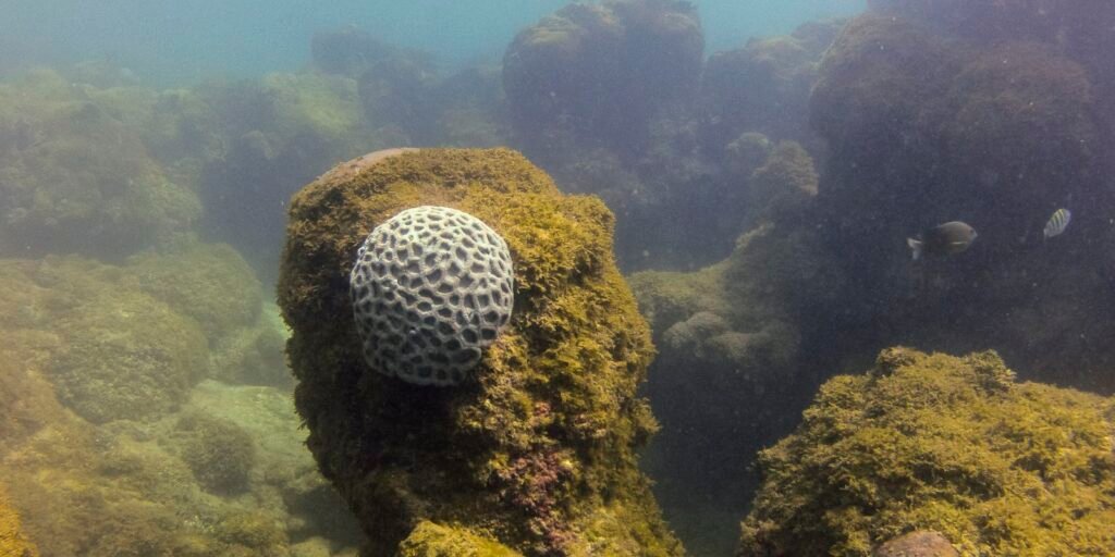 mpf-pede-criacao-de-plano-de-trafego-maritimo-em-maragogi-(al)