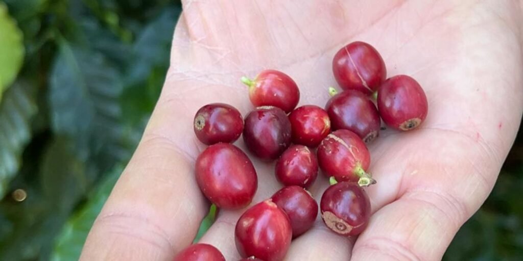 china-aprova-que-183-novas-empresas-brasileiras-exportem-cafe-ao-pais