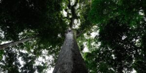 com-63-vetos,-presidente-lula-sanciona-o-pl-do-licenciamento-ambiental