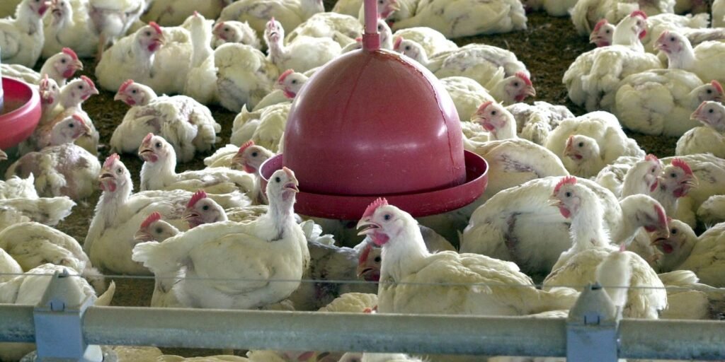 chile-e-arabia-saudita-retiram-restricao-a-carne-de-frango-do-brasil