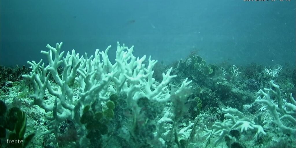 recifes-de-coral-do-brasil-estao-ameacados-por-mudancas-climaticas