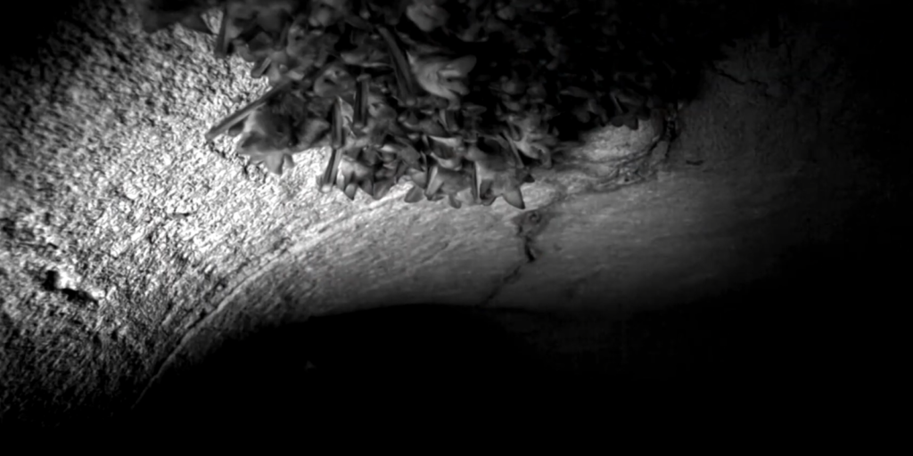 casos-de-morcegos-em-areas-urbanas-crescem-no-rio