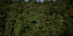 temperaturas-extremas-ameacam-areas-preservadas-da-amazonia