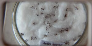 pesquisa-do-butantan-padroniza-nomenclatura-de-virus-da-dengue