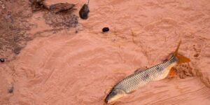 samarco-e-vale-sao-multadas-em-mais-de-r$-1,8-bilhao