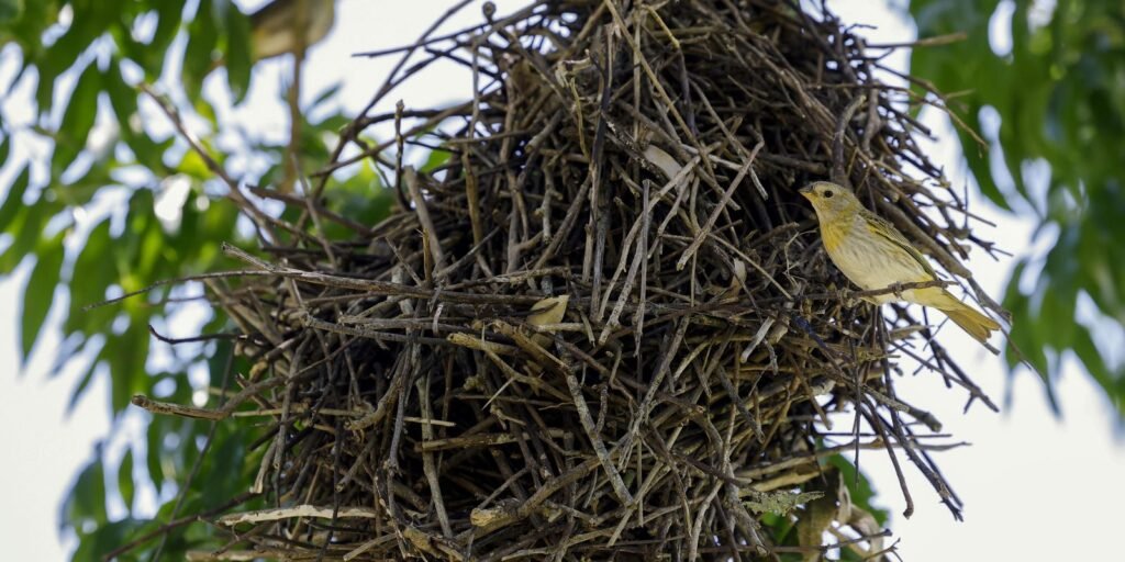 doze-estados-brasileiros-participam-de-mutirao-do-codigo-florestal
