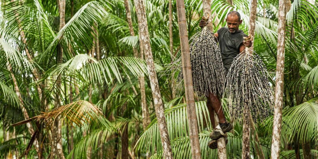 agrofloresta-e-saida-para-restauracao-de-areas-degradadas-na-pecuaria