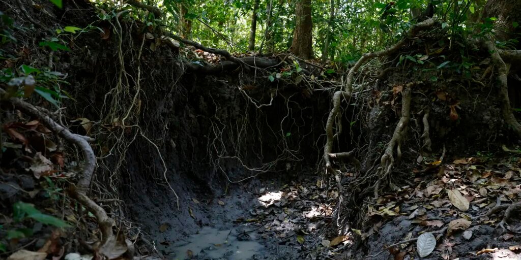 brasil-tem-mais-de-37-bilhoes-de-toneladas-de-carbono-organico-no-solo