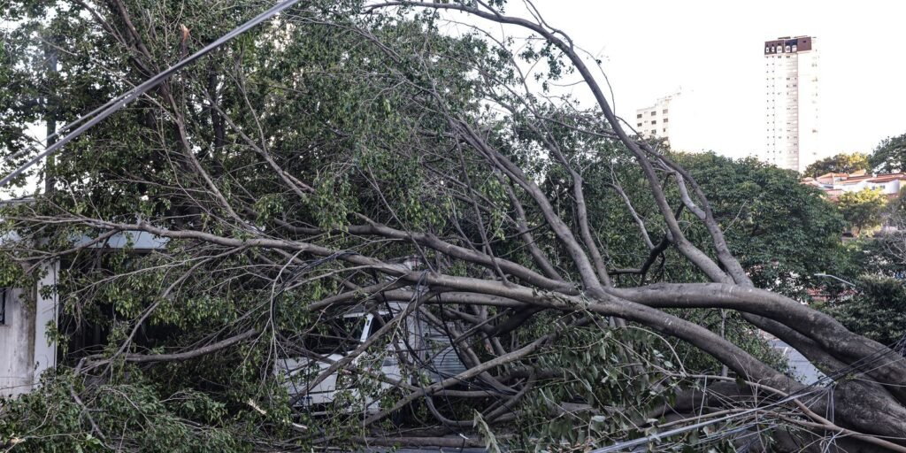 defesa-civil-de-sp-recebe-514-chamados-por-quedas-de-arvores