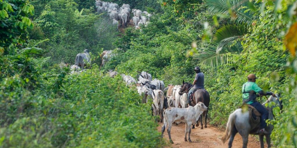 operacao-em-terra-indigena-no-para-resulta-em-mais-um-assassinato