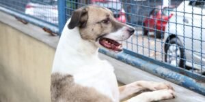 fogos-de-artificio-acarretam-sofrimento-fisico-e-risco-para-animais