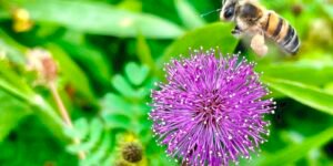 viva-maria-destaca-direito-das-abelhas-e-alerta-ambiental