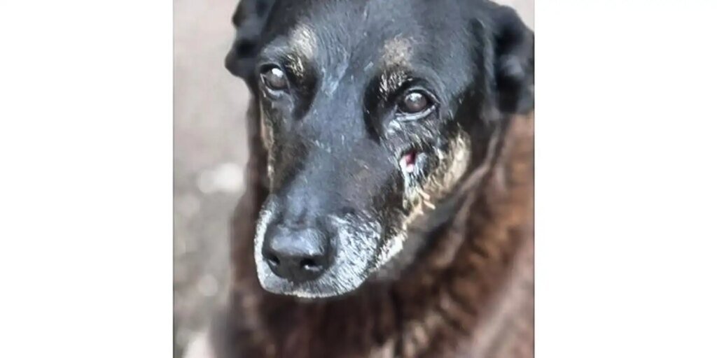 soldado-da-pm-depoe-por-ter-matado-cachorro-comunitario-em-sao-paulo