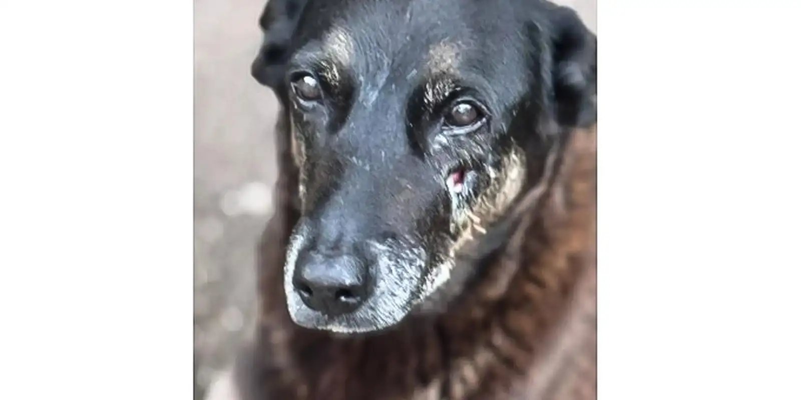 soldado-da-pm-depoe-por-ter-matado-cachorro-comunitario-em-sao-paulo
