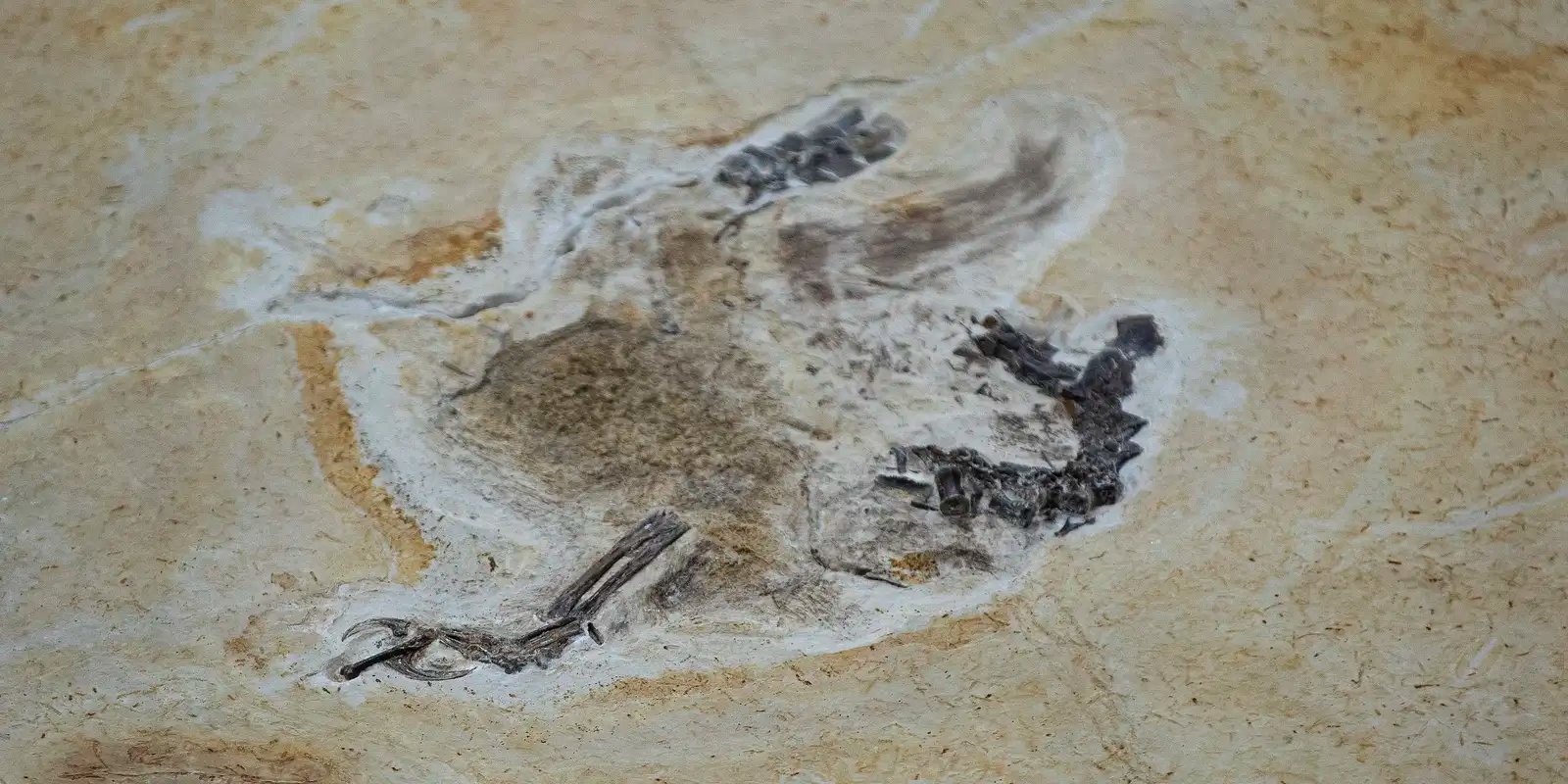 fosseis-retirados-da-bacia-do-araripe-voltam-ao-brasil-30-anos-depois