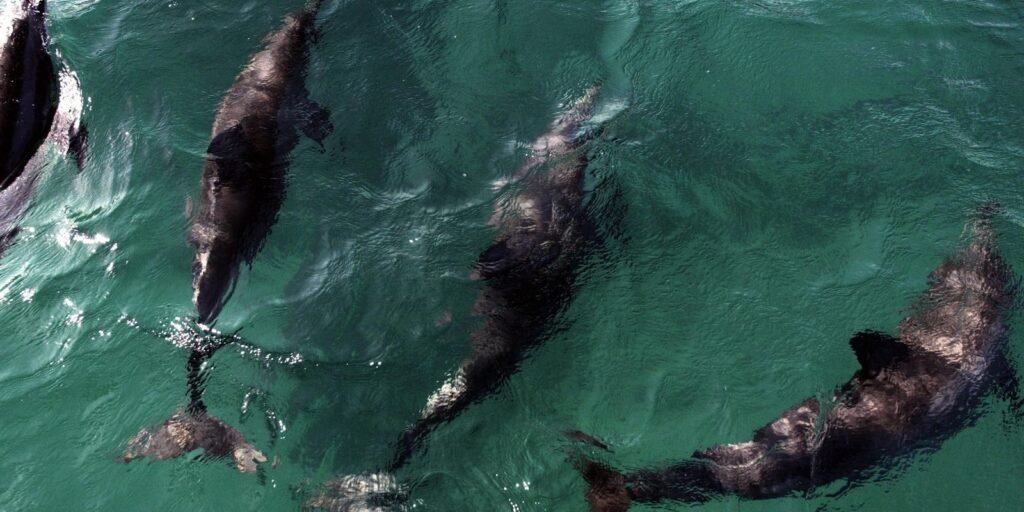 acordo-reforca-protecao-a-golfinhos-na-praia-de-pipa