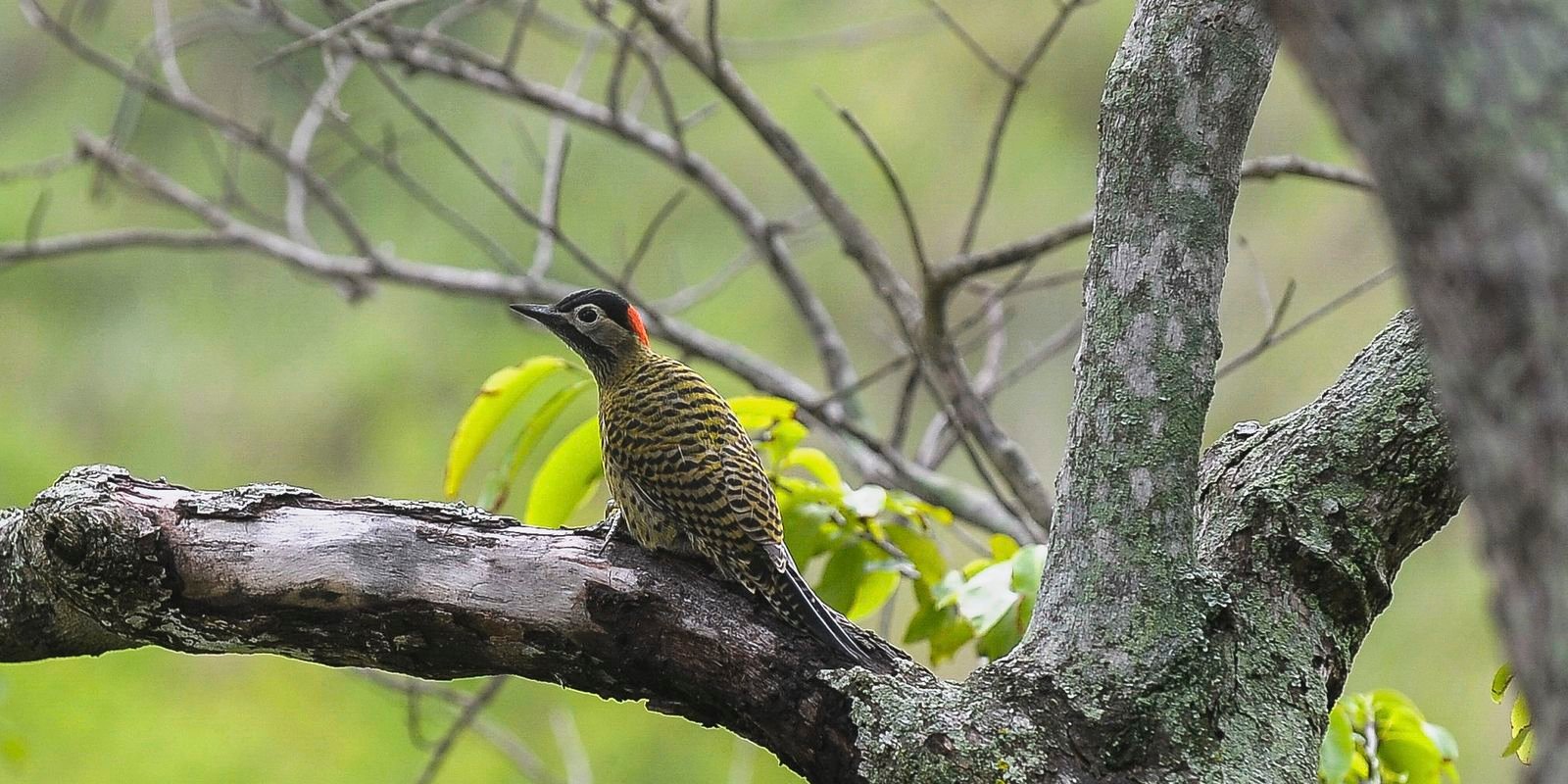 brasil-sedia-conferencia-mundial-de-conservacao-de-animais-silvestres