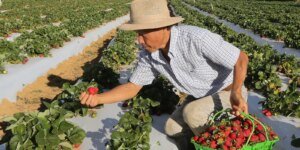 agricultores-com-perda-de-producao-comecam-a-receber-o-garantia-safra