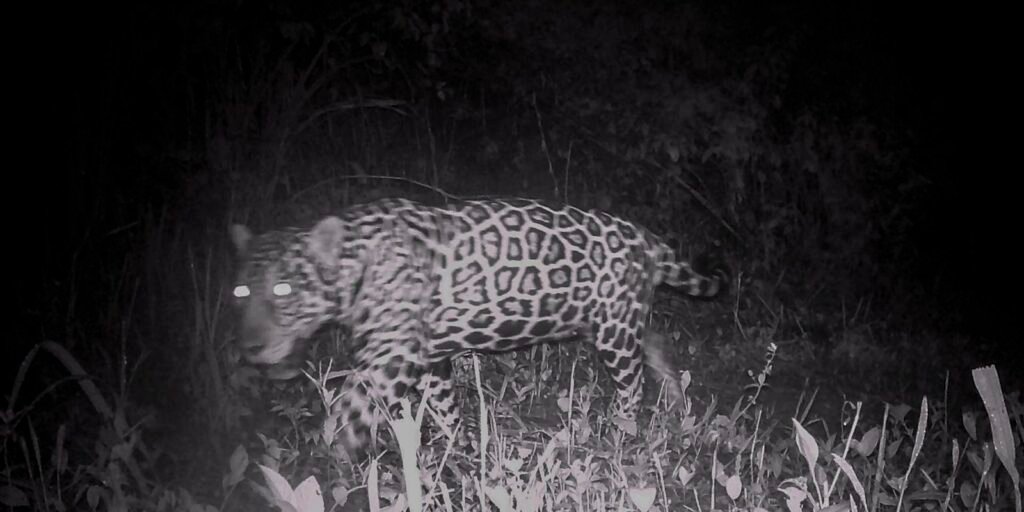 campo-grande-recebe-evento-sobre-conservacao-de-animais-silvestres