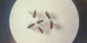 subnotificados,-casos-de-oropouche-atingem-2%-da-populacao-brasileira