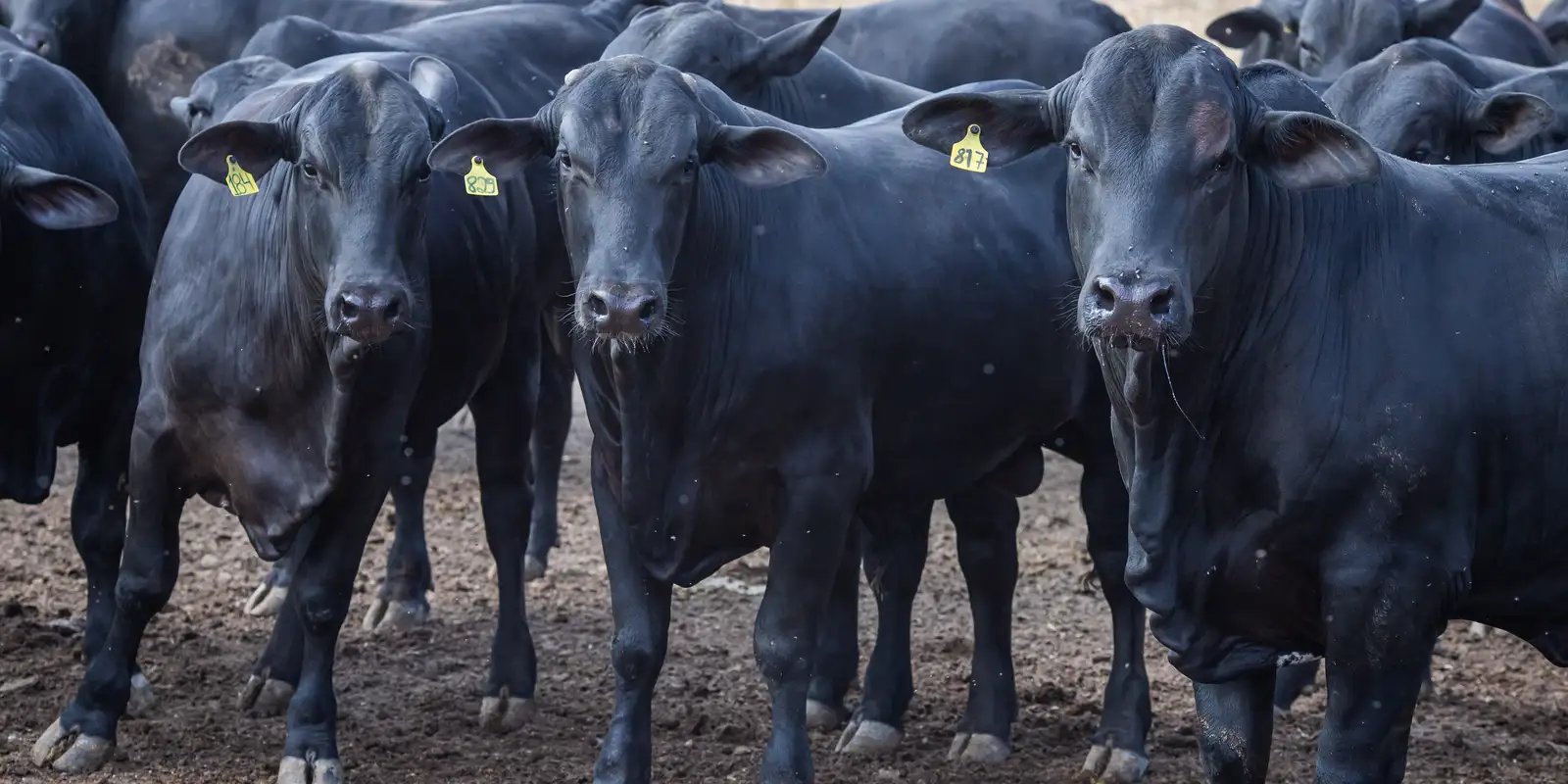 cmn-reduz-juros-de-financiamentos-a-cooperativas-rurais-pelo-pronaf