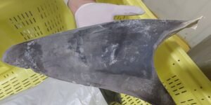 ibama-impoe-regras-mais-rigidas-para-comercio-de-tubarao-azul