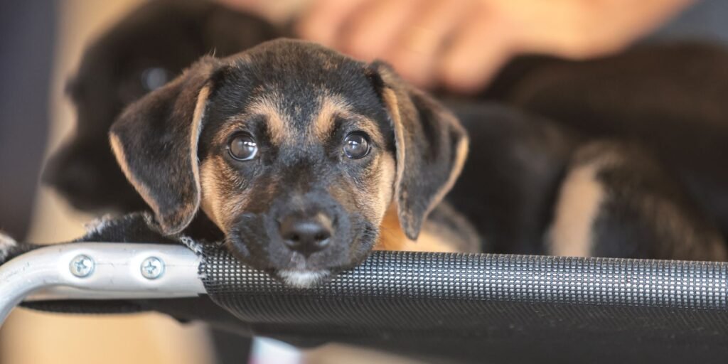 governo-abre-consulta-publica-sobre-genericos-e-similares-veterinarios