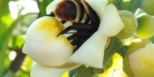 viva-maria-alerta-para-perda-do-habitat-das-abelhas-em-belterra-(pa)