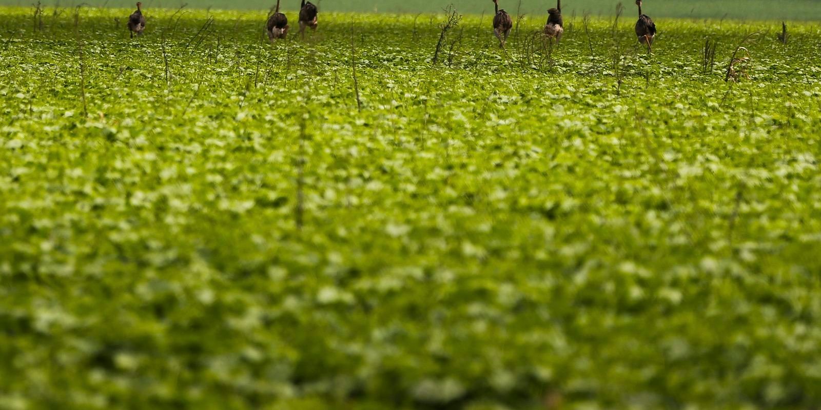cmn-passa-a-exigir-fotos-com-localizacao-comprovada-em-seguro-rural