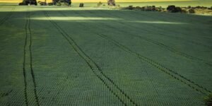 senado-aprova-plano-para-fabricacao-de-fertilizantes-no-brasil