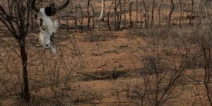 cop-17-sobre-desertificacao-inicia-na-mongolia