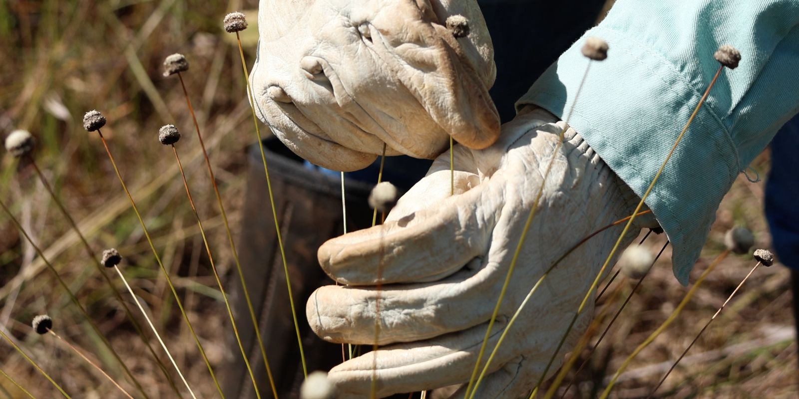 plantas-consideradas-extintas-sao-reencontradas-em-minas-gerais