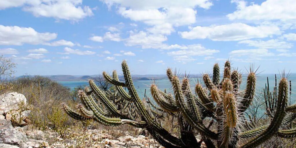 consorcio-nordeste-negocia-recursos-na-cop17-da-onu