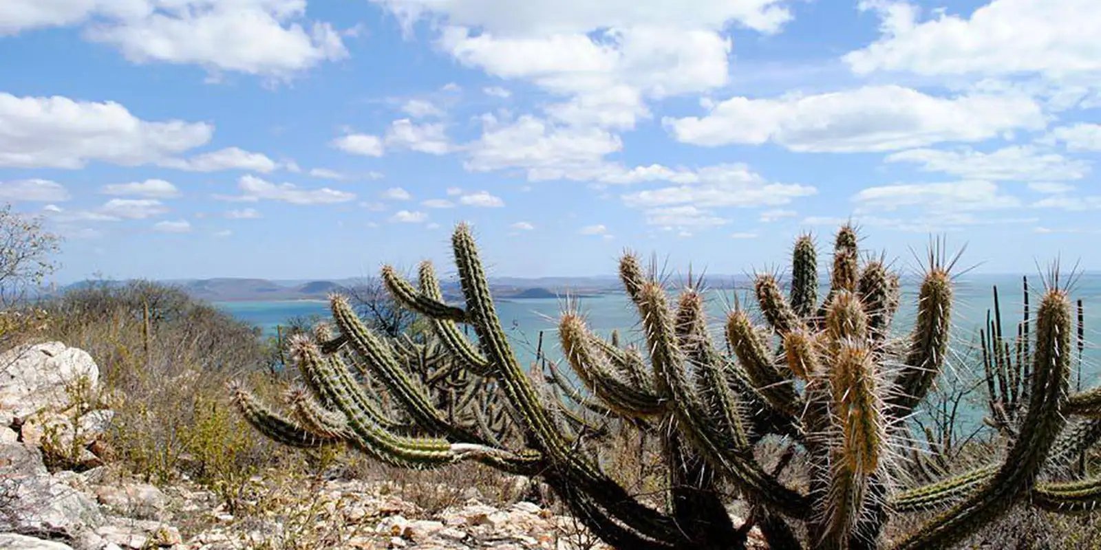consorcio-nordeste-negocia-recursos-na-cop17-da-onu