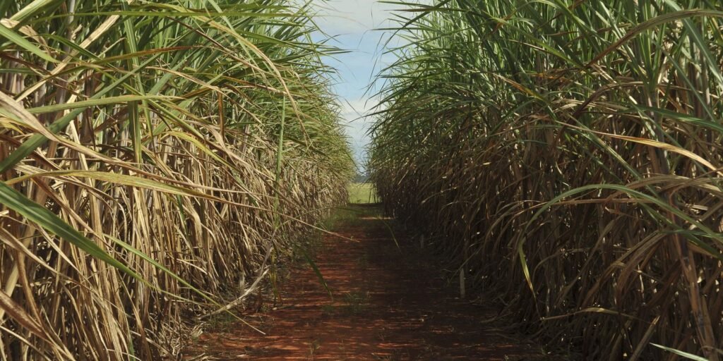 conselho-eleva-limite-de-remuneracao-do-eco-invest-brasil
