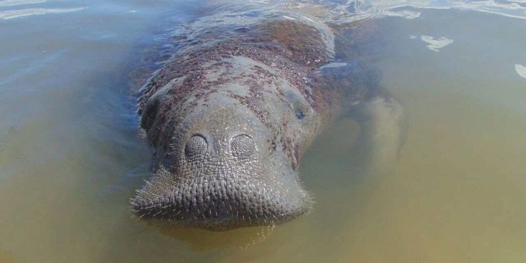 medidas-emergenciais-vao-proteger-peixe-boi-simbolo-da-biodiversidade