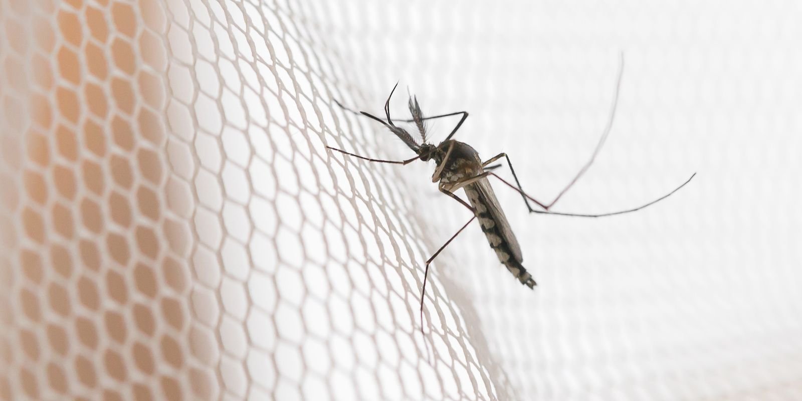 cidades-do-noroeste-de-sp-tem-maior-incidencia-de-casos-de-dengue