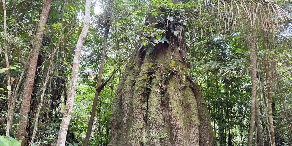 amazonas-ganha-quatro-novas-reservas-de-desenvolvimento-sustentavel
