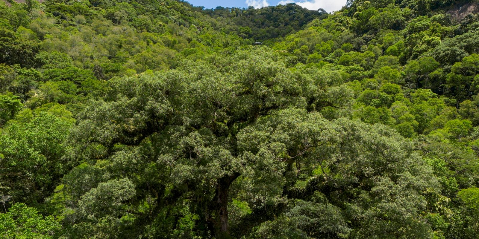 um-quarto-da-mata-atlantica-e-de-vegetacao-secundaria,-diz-mapbiomas