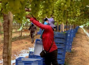 caminhos-da-reportagem:-vale-do-sao-francisco,-o-sertao-tecnologico