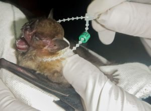 df-tem-dois-casos-de-raiva-em-morcegos-e-saude-intensifica-cuidados