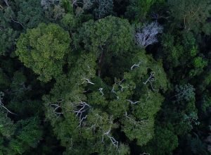 artistas-paraenses-apresentam-cotidiano-amazonico-em-exposicao