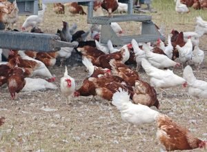 ceara-registra-foco-de-gripe-aviaria-em-criacao-domestica