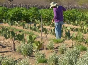 rendimento-de-trabalhador-rural-sobe-5,5%-no-1o-trimestre